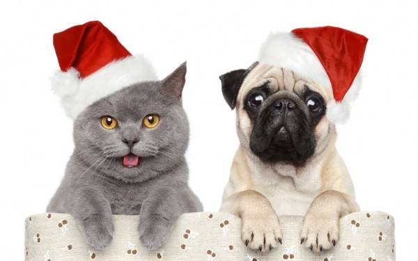 happy-new-year-2016-sms-just-another-wordpress-site-dog-and-cat-christmas-pictures-dog-and-cat-christmas-pictures