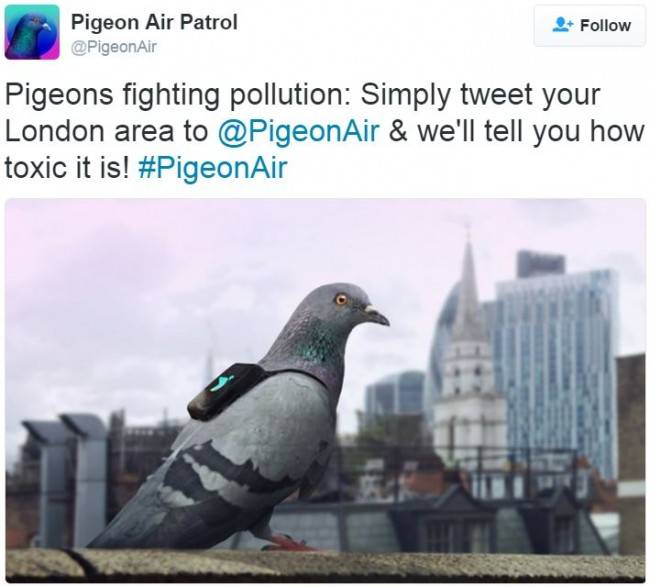 Pigeon-Air-Patrol-pigeons-monitoring-pollution-in-London