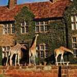 giraffe-manor-surrounding3