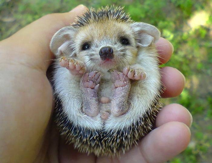 cute-hedgehogs-22__700