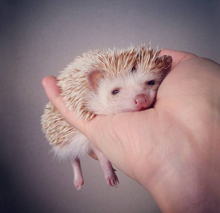 cute-hedgehogs-311__700