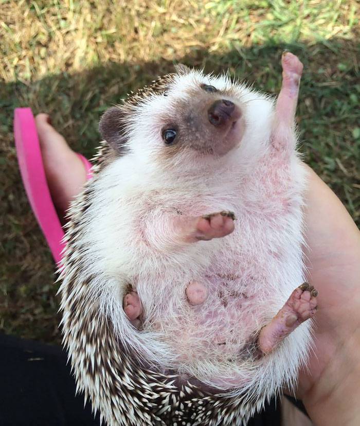 cute-hedgehogs__700