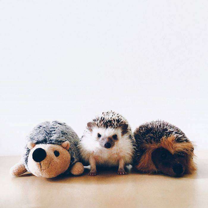 the-ordinary-lives-of-my-ordinary-hedgehogs-5__700